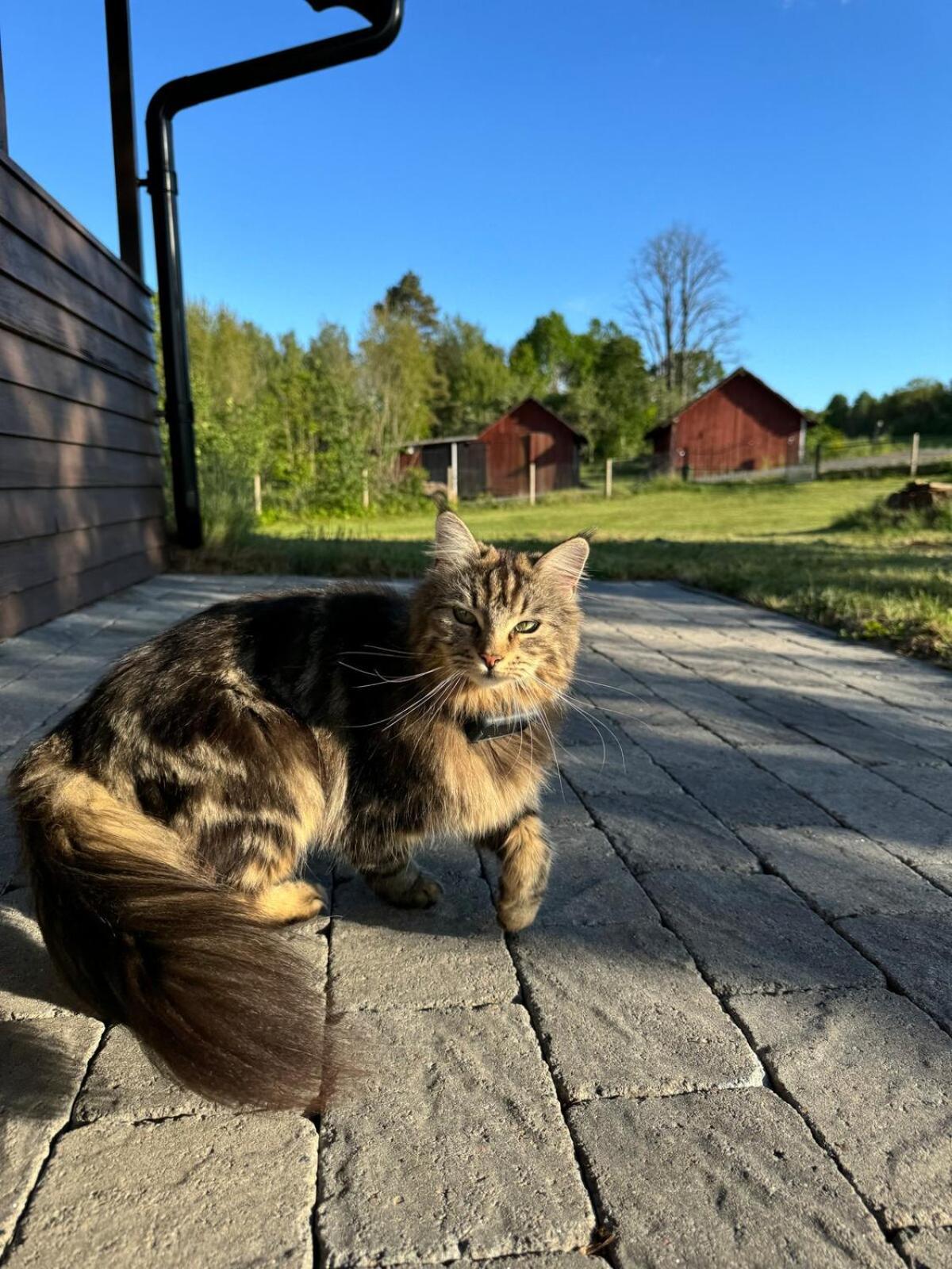 With Evening Sun In A Scenic Location